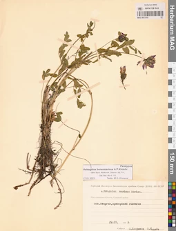 MAG 0013193