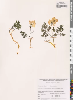 MAG 0005408