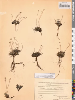 MAG 0012863