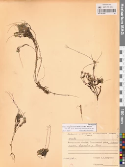 MAG 0012865