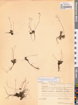MAG 0012868