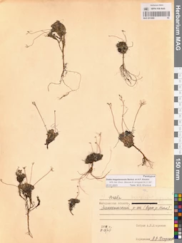 MAG 0012869