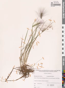 MAG 0004693