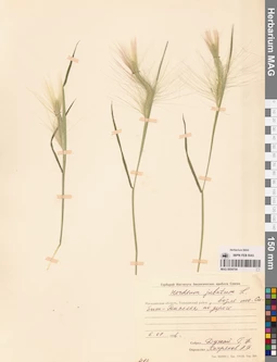 MAG 0004704