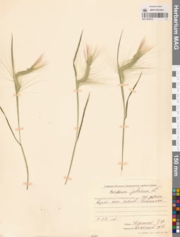 MAG 0004705