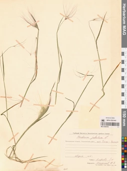 MAG 0004706