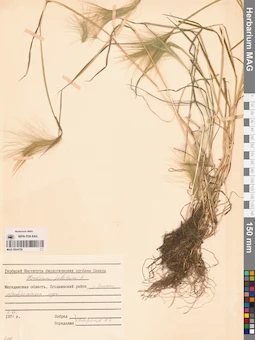 MAG 0004708