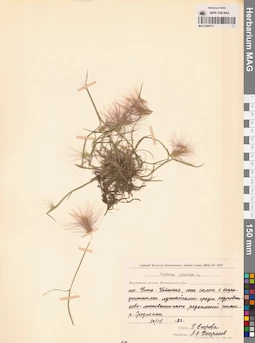 MAG 0004711