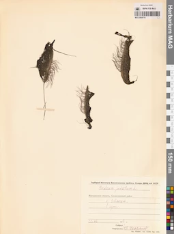 MAG 0004716