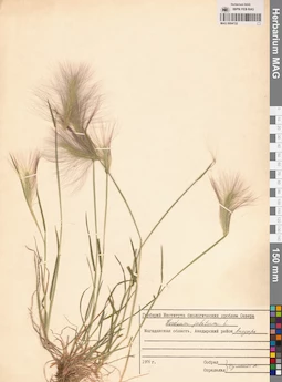 MAG 0004722