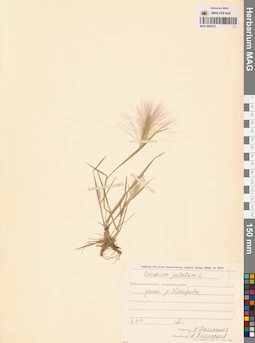 MAG 0004725