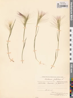 MAG 0004726
