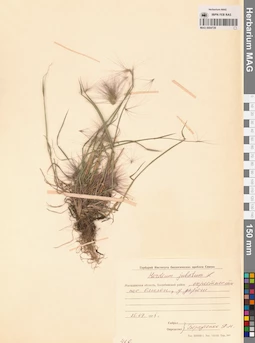 MAG 0004728