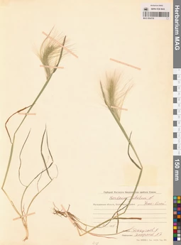 MAG 0004729