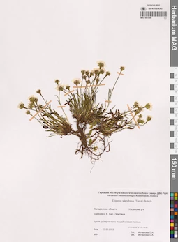 MAG 0015586