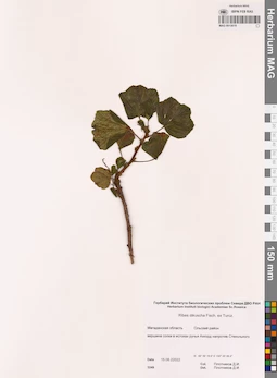 MAG 0015619