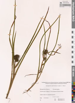 MAG 0015622