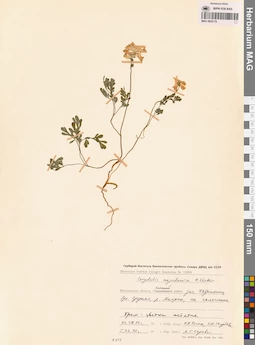 MAG 0002176