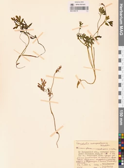 MAG 0002178