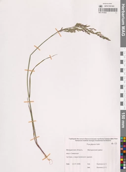 MAG 0015652