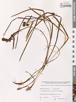 MAG 0015657