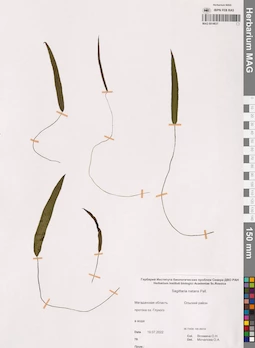 MAG 0014637