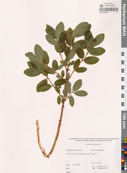 MAG 0014644
