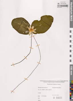 MAG 0014645