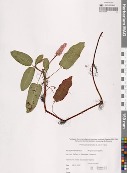 MAG 0014646