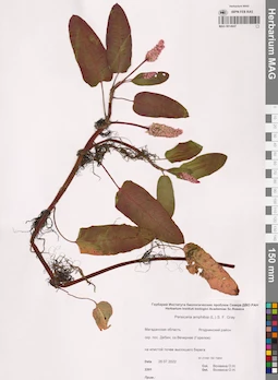 MAG 0014647