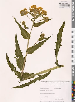 MAG 0014656