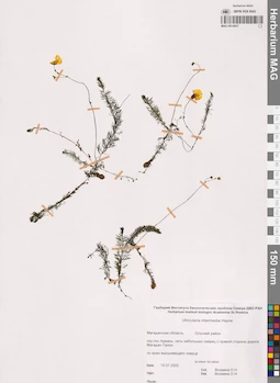 MAG 0014657
