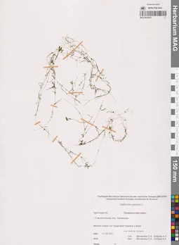 MAG 0015675