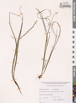 MAG 0016326