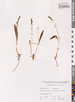 MAG 0016333