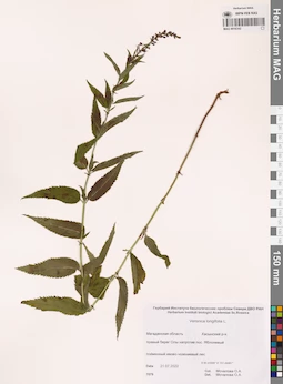 MAG 0016342