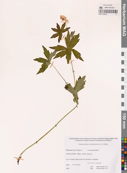 MAG 0016348