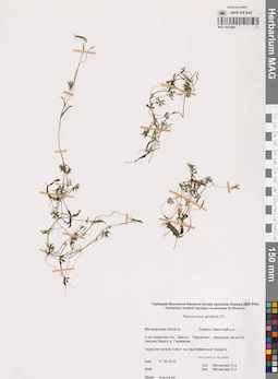 MAG 0014584