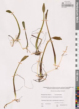 MAG 0014588