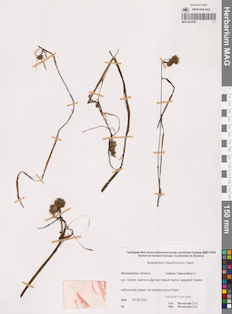MAG 0014595