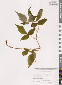 MAG 0014613