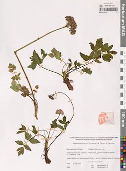 MAG 0014619