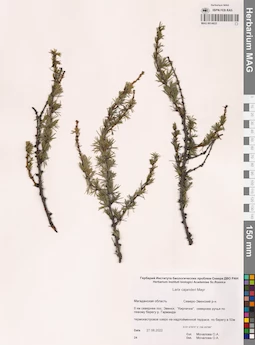 MAG 0014623