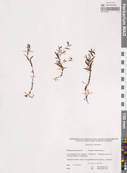 MAG 0014625