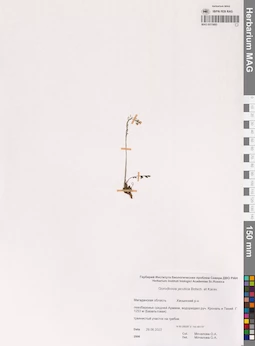 MAG 0015685