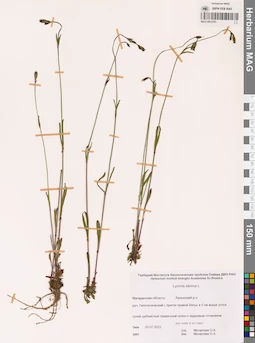 MAG 0015701