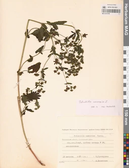 MAG 0015709
