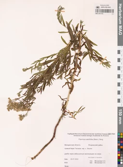 MAG 0015722