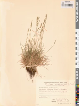 MAG 0015739