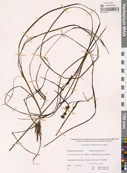 MAG 0015740